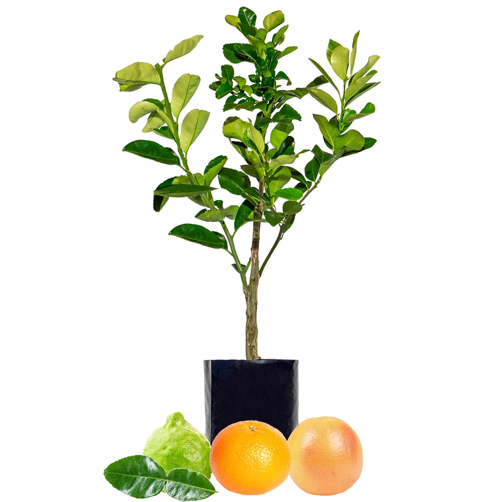 Grapefruit + Lemon + Orange